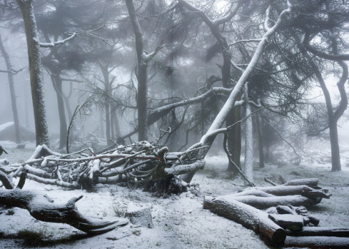 The clearing by vuzephotography.co.uk