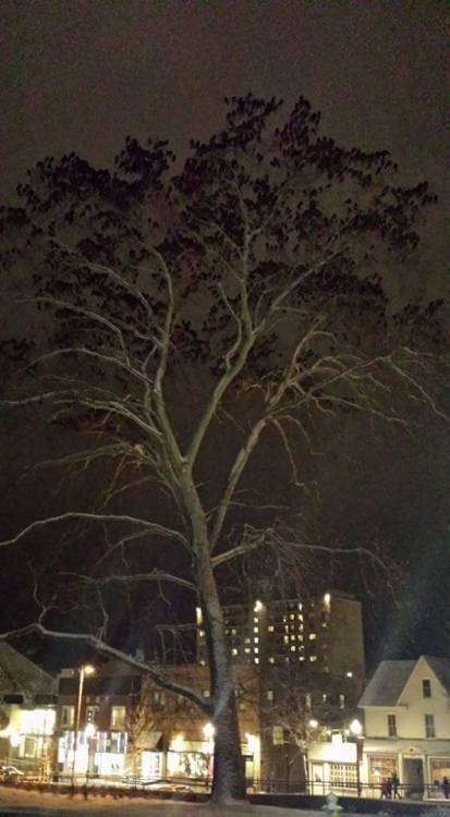 peacocktuba:  medusacurls:  sixpenceee:  Those aren’t leaves, they’re crows. Taken on th