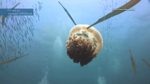 nubbsgalore: baby fish hiding under the bell of a jellyfish and using its stinging threads as protec
