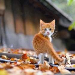 cutencats:  ❤Kitty @cutencats