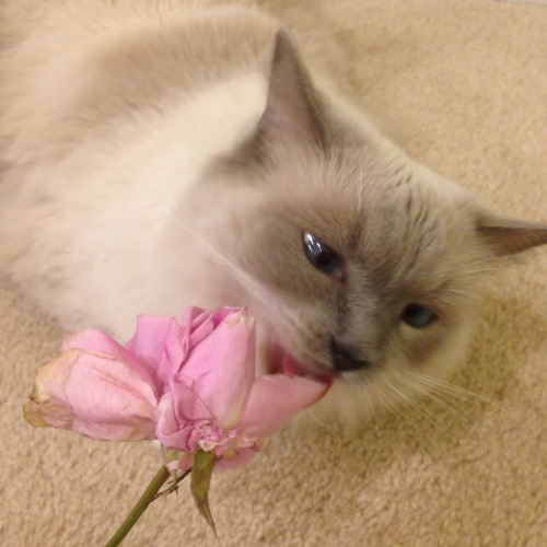 lapdanseuse: i gave her a rose to play with but she took it too seriously and tried to eat a petal a