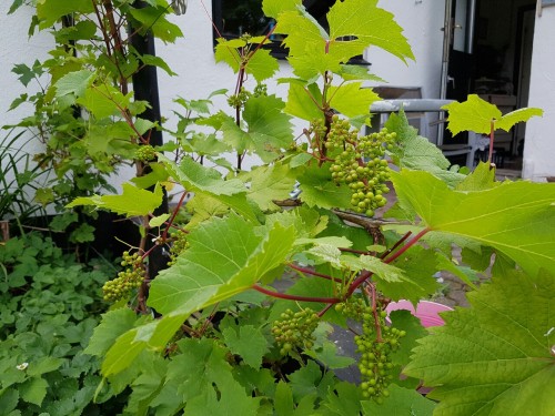 biodiverseed:The harvest is bountiful on the grape wall this year. I was told to prune the fruiting 