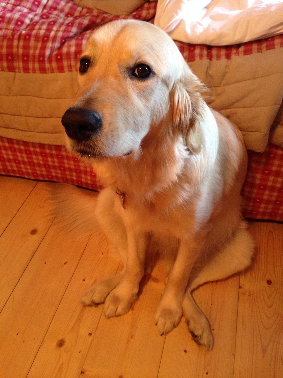 mongoldenhappy:  Awkward sit. 