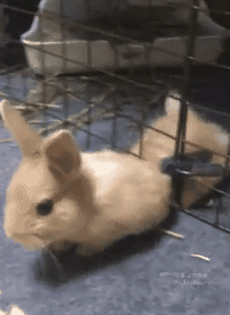 awwww-cute:  I cannot be caged! (Source: http://ift.tt/2iDgmQc)