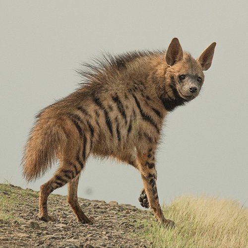 A gorgeous striped hyena strikes a pose in Kenya’s Masai Mara National Park for #wildographer @rushi