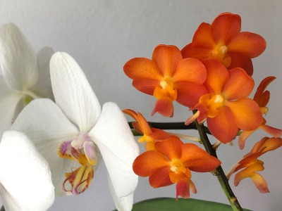 :Orchids