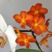 :Orchids