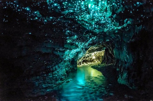  Blackreach in reality - Waitomo Glowworm Caves​​​​​World renowned and a magnet for both local and o