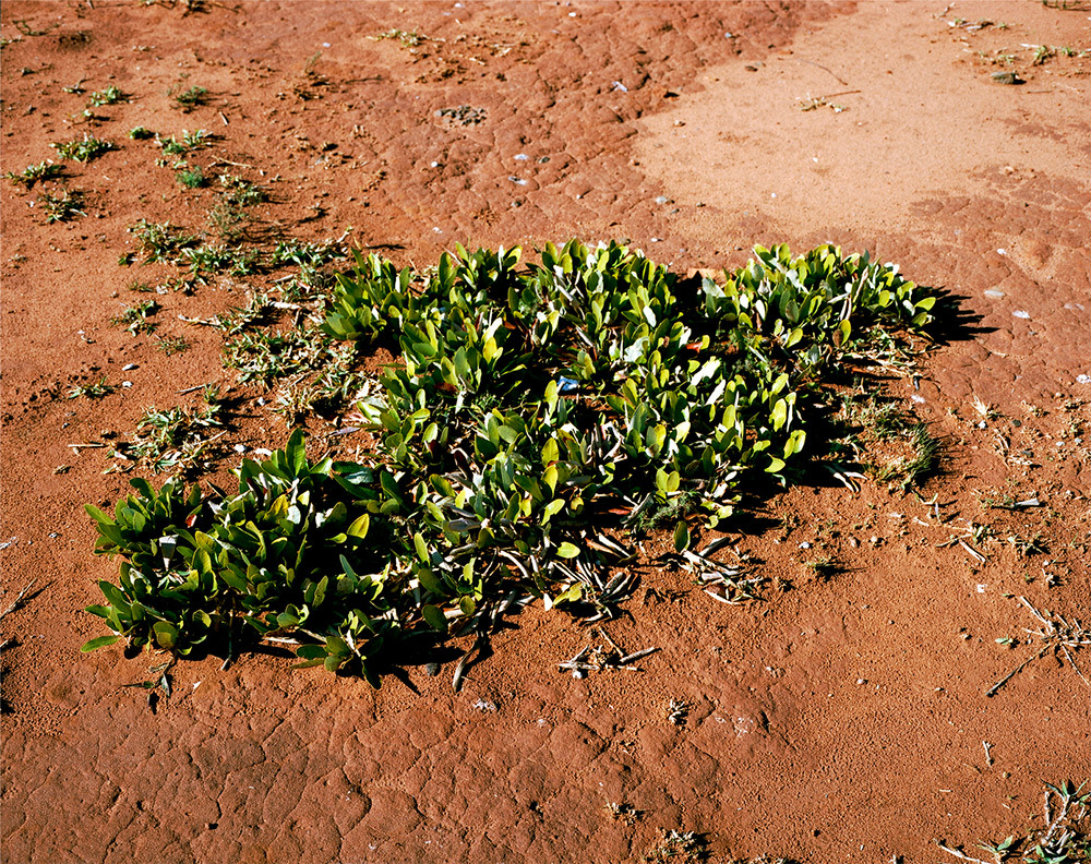 itscolossal:  For the last 10 years contemporary artist Rachel Sussman has researched,