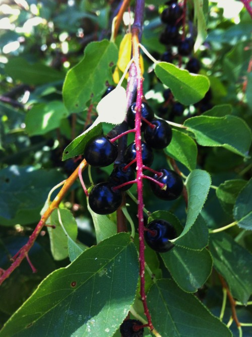 herbrarium: Chokecherry (Prunus virginiana) A bird cherry that produces small red to black fruits th