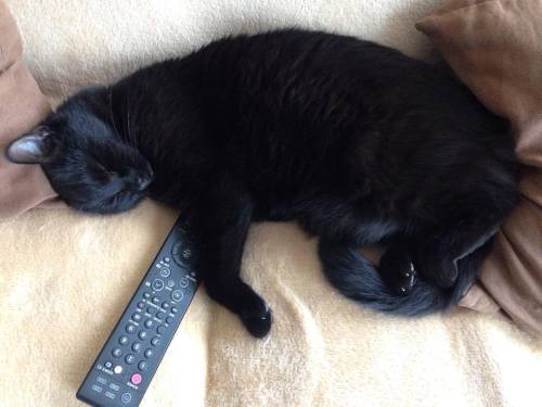 Mióta van macskám, átértékeltem az életet. #blackcatisblack #blackcatproblems #blackcat #cat #cute #