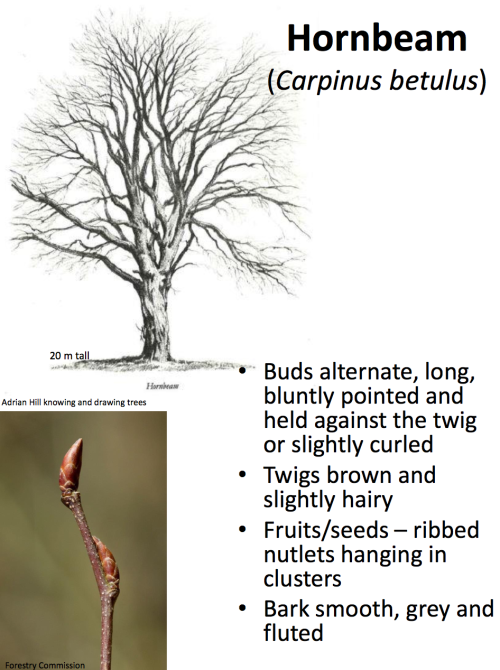 theleafguy: Tree Identification Guide Part 1 From “Identifying Broadleaved Trees in Winte