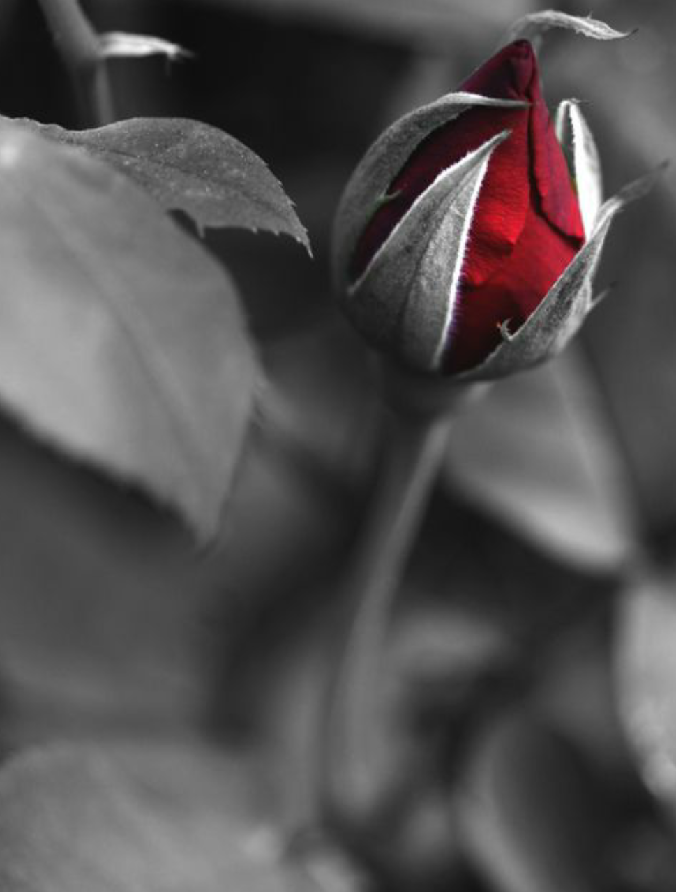 Quello che cerchi