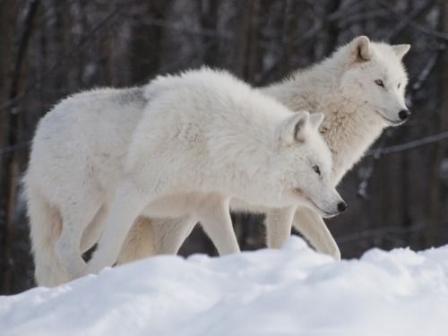 amazingwilderness:  Source  Snowy White Wolves