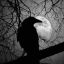 nevermoreraven06