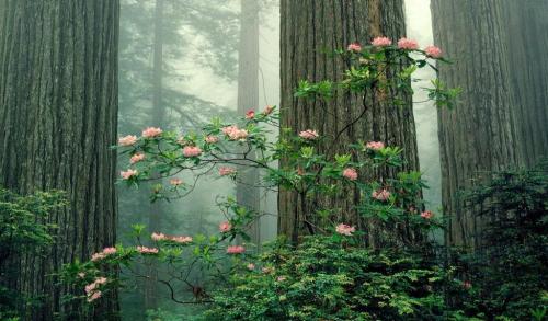 carnalincarnate:Rhododendrons in bloom, redwoods in the background