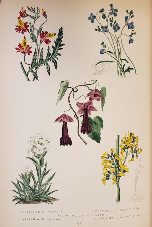 From: Maund, B. (Benjamin), 1790-1863. The botanic garden. London : George Bell and Sons, York Stree