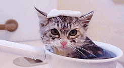 colonelgathers:justjasper:cat doesn’t want to get out of nice warm bath [x]The towel on the head is 