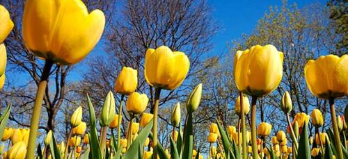 peashooter85:The Madness of Tulip Mania,In the 17th century the Dutch became among the wealthiest pe