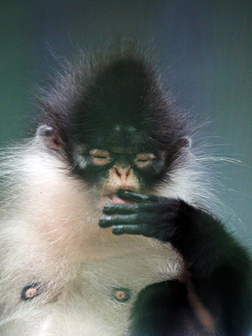 Dusky leaf monkey, spectacled langur, or spectacled leaf monkey (Trachypithecus obscurus)