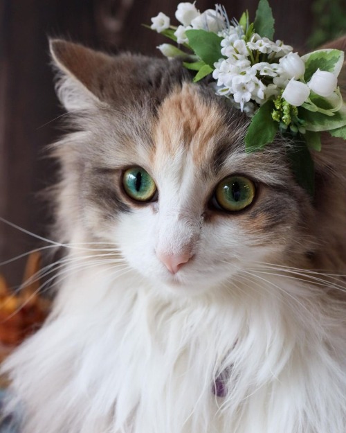 florealegiardini: A green flower crown for a green eyed girl~ Runa05_20[id: three photographs of