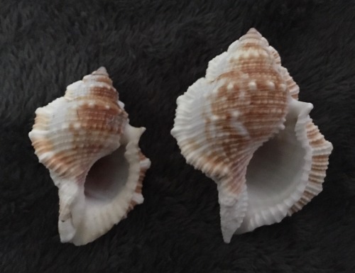 Part of my shell collection, I’ve been told the ones with spines are murex turnispina and the two ma
