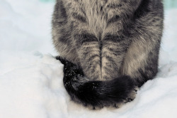 cats-paws:  Warm Paws 