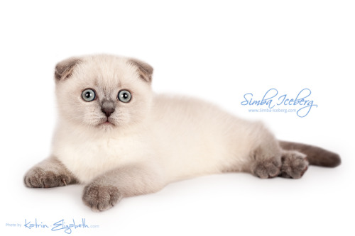 simba-iceberg: Simba Iceberg Flo -  blue point Scottish Fold kitten (female) :)More photos and 