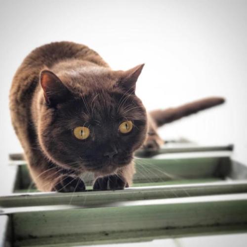 constantcaturday:Cozmo descending down a ladder.