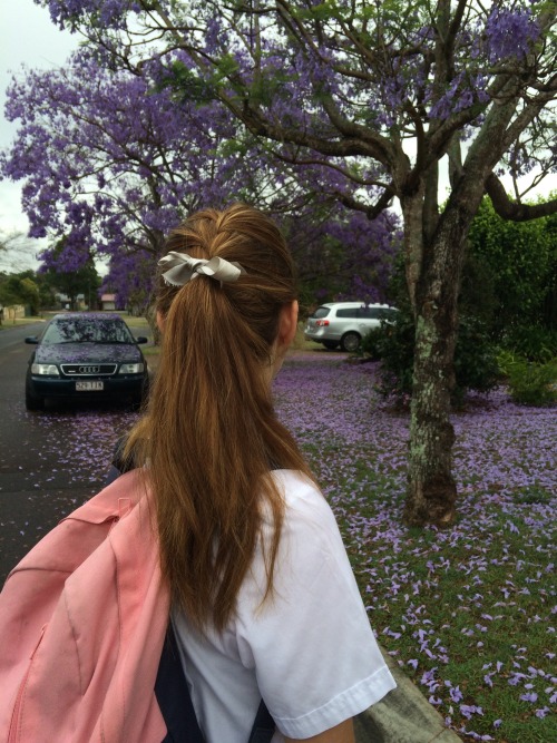 hoodvale:in australia, it doesn’t snow. but we do get jacaranda flowers