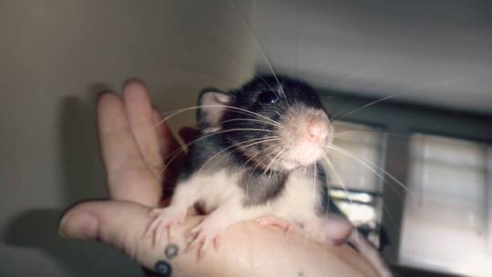 Your rat, hand it over — No one wants to see your fuckin TERF rats 