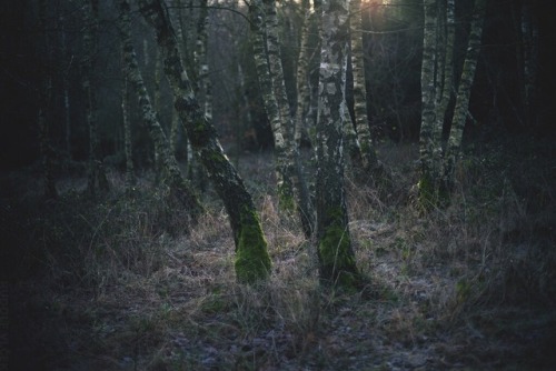 rudolfvlcek:Birch Grove
