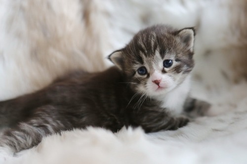 flitterling:  16-day-old Dorian Gray Kittens by Pieter & Renée Lanser 