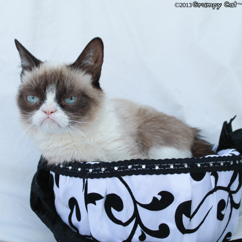 The Daily Grump | August 3, 2013
 Follow @DrinkGrumpyCat on Twitter and Instagram and at Facebook.com/DrinkGrumpyCat 
 Sign up...