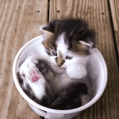 zonahappy:Gatos.