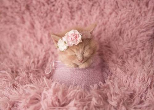 catsbeaversandducks:Rosie ~ 6 Weeks New“A last minute newborn session today and she slept like a dre