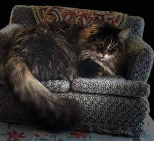 dawwwwfactory: My mom crocheted a couch for her cat! Wanna get a free Lush bath bomb? Click here and