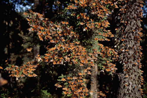 shithowdy:  nubbsgalore:  every autumn, tens of millions of monarch butterflies travel to their ancestral winter roosts in mexico’s mountain fir forests, coating the trunks of the trees in the orange of their wings, and causing the branches to droop