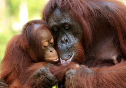 awkwardsituationist:  &ldquo;i hurt my finger,&rdquo; says the infant orangutan. &ldquo;let me take a look,&rdquo; mom replies, with a consoling kiss. &ldquo;feels better. give me a hug,&rdquo; says the infant.  &ldquo;we share so much with these animals