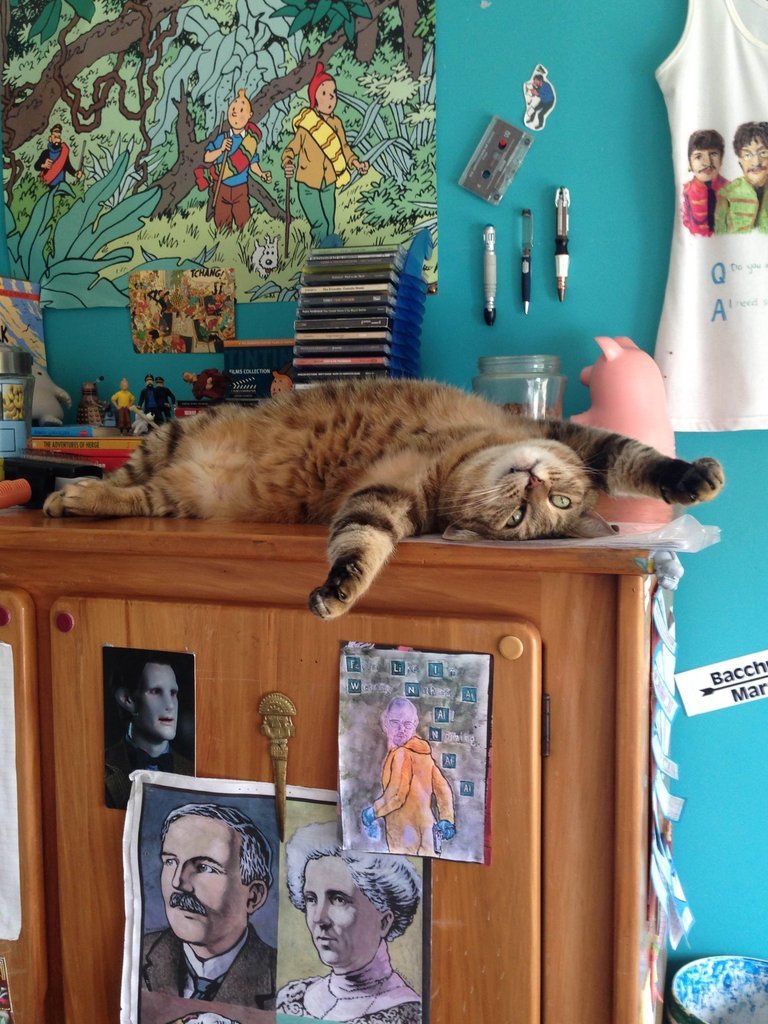 cute-overload:  It’s a hot day for a cat in New Zealandhttp://cute-overload.tumblr.com