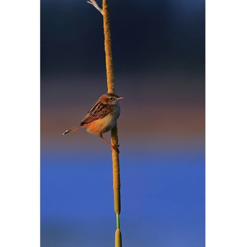 A Zitting Cisticola!! #iqbalsiddiqui #iqbalsiddiquiphotography#nature_brilliance #birds_adored #bbce