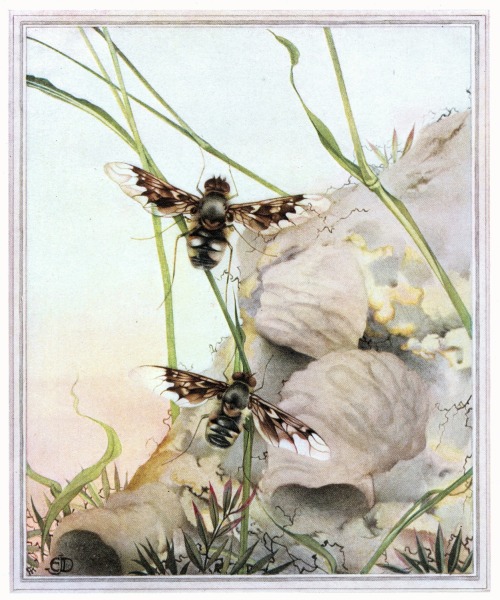 Plate from Fabre’s book of Insects,1921Edward Julius Detmold