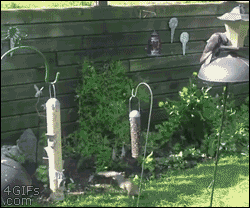 Clever squirrel makes huge jump to bird feeder