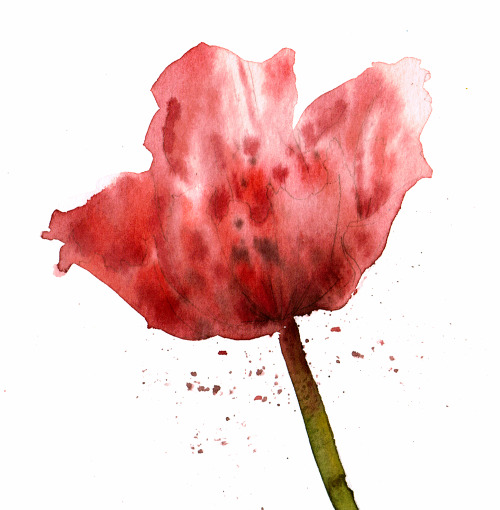 coloricioso:Poppy watercolor seriesRemember to see:Pomegranate watercolorAsphodelus watercolor