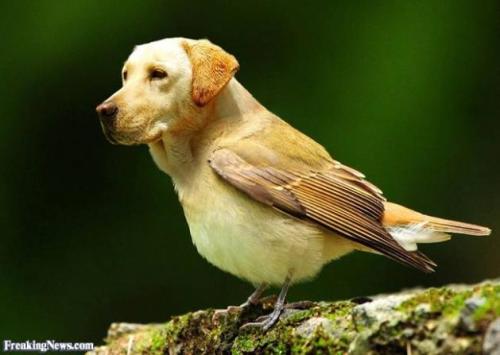 DOG? BIRD? IT IS A DOGGIEBIRD! by smog.pl