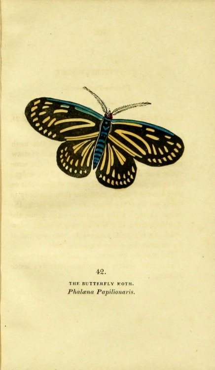 wapiti3:   	The book of butterflies, sphinges, and moths;  By Brown, Thomas, 1785-1862 Via Flickr: 	Publication info London,Whittaker & Co.; [etc.,etc.]1834.  Contributing Library: Cornell University Library  BioDiv. Library   