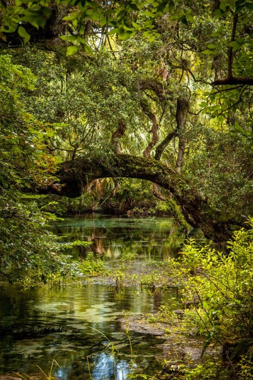 visitheworld:Dunnellon, Florida / USA (by Mil@n).