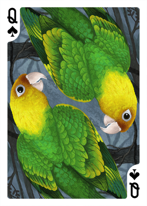 Parrot deck art!  The queens from the variant deck, including the Carolina Parakeet, which I&rsquo;m
