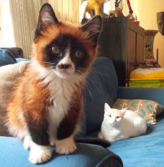diaryof-alittleswitch:  awwww-cute:  This kitten is a tiny red panda   A lsldkdjfhh