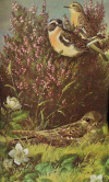 antiqueanimals:Heath and Woodland Birds. porn pictures